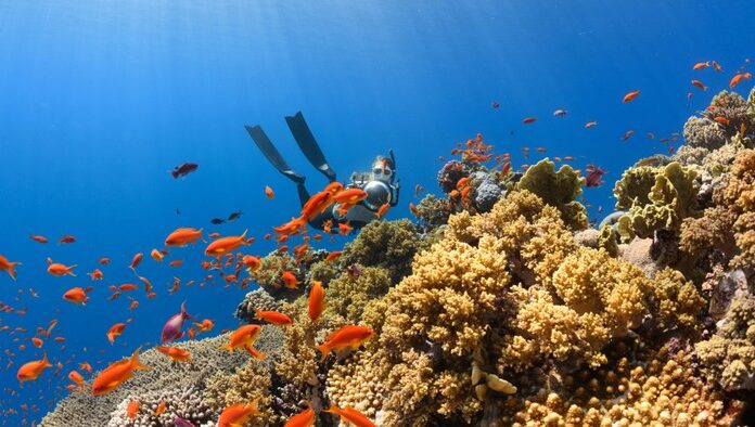 Top 10 Best Diving Spots in Indonesia, Showcasing Underwater Paradise to the World