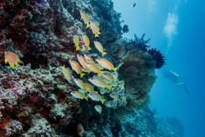 Top 10 Best Diving Spots in Indonesia, Showcasing Underwater Paradise to the World